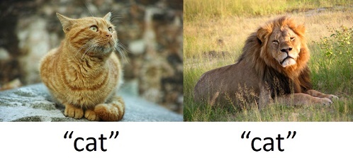 Image of a housecat and a male lion.